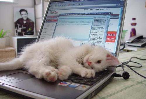 猫咪在各个地方睡觉的表现 (猫咪经常睡到你的哪个位置)