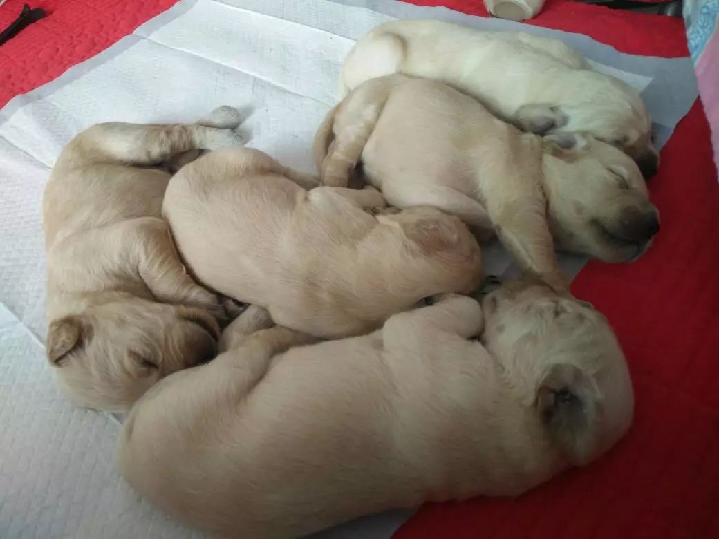 宠物绝育真的假的,想要让猫咪繁育是不是应该不绝育