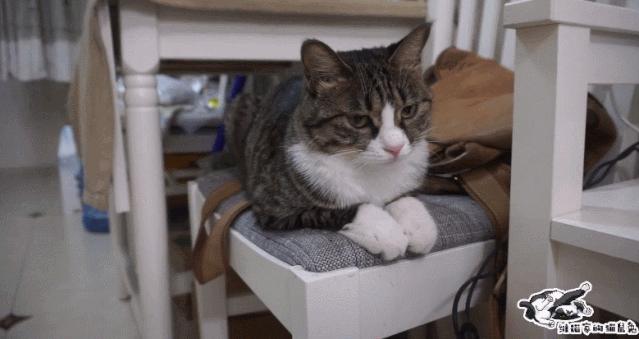 给猫洗澡沐浴露没冲干净怎么办,没有专门的沐浴露怎么给猫洗澡