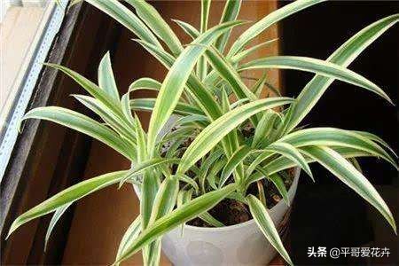 新房除甲醛哪种植物最好最有效,什么树除甲醛效果最好最快