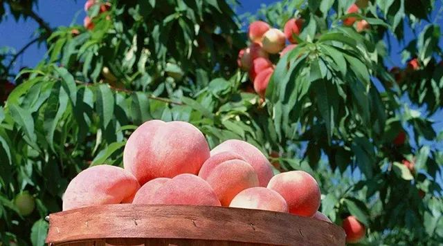 桃子不能和什么东西一起吃,桃子不能和什么混着