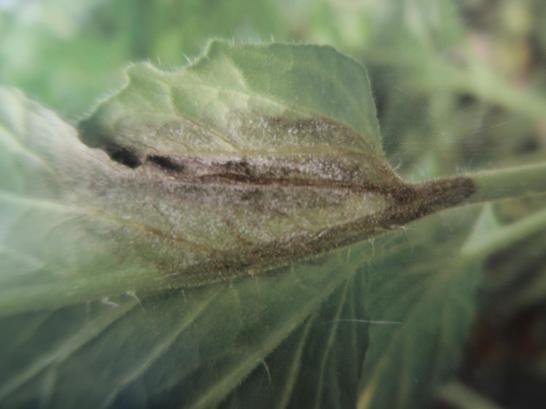 西红柿转色慢怎么解决,西红柿转色的最佳温度