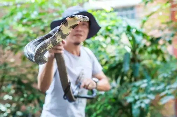 黄埔街坊家中深夜潜入1米长眼镜蛇,这三个捕蛇误区必须记住