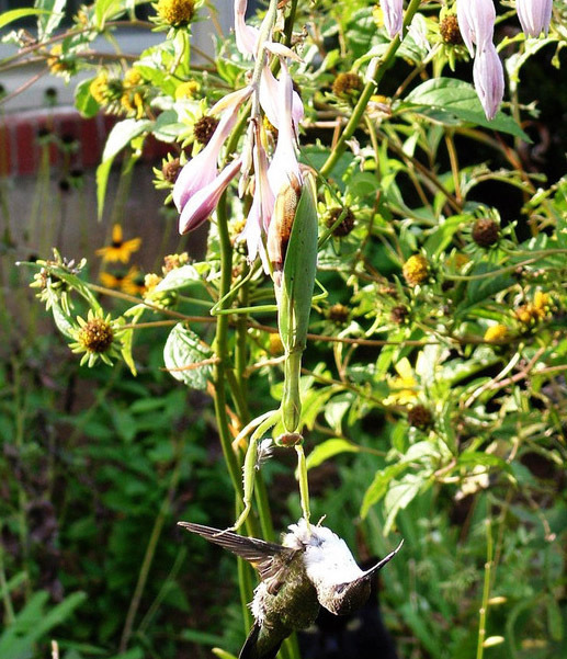 鸟VS螳螂,却被螳螂吃掉!“元芳”你怎么看