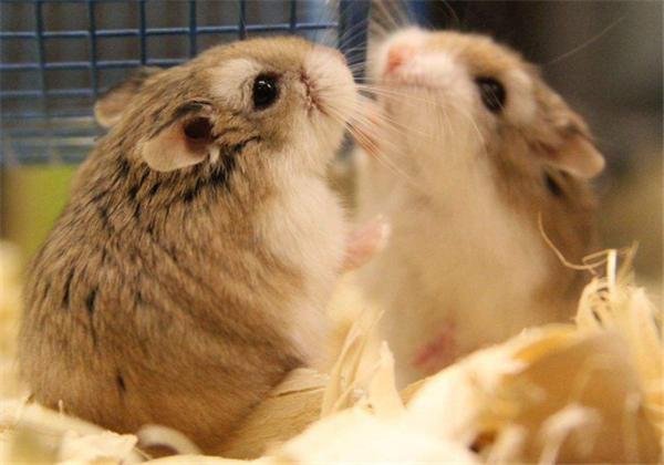 仓鼠冬眠需要注意些什么,仓鼠怎么能避免伪冬眠