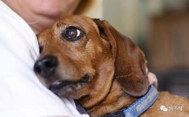 现在国家有没有动物保护法,2022年各国动物保护法