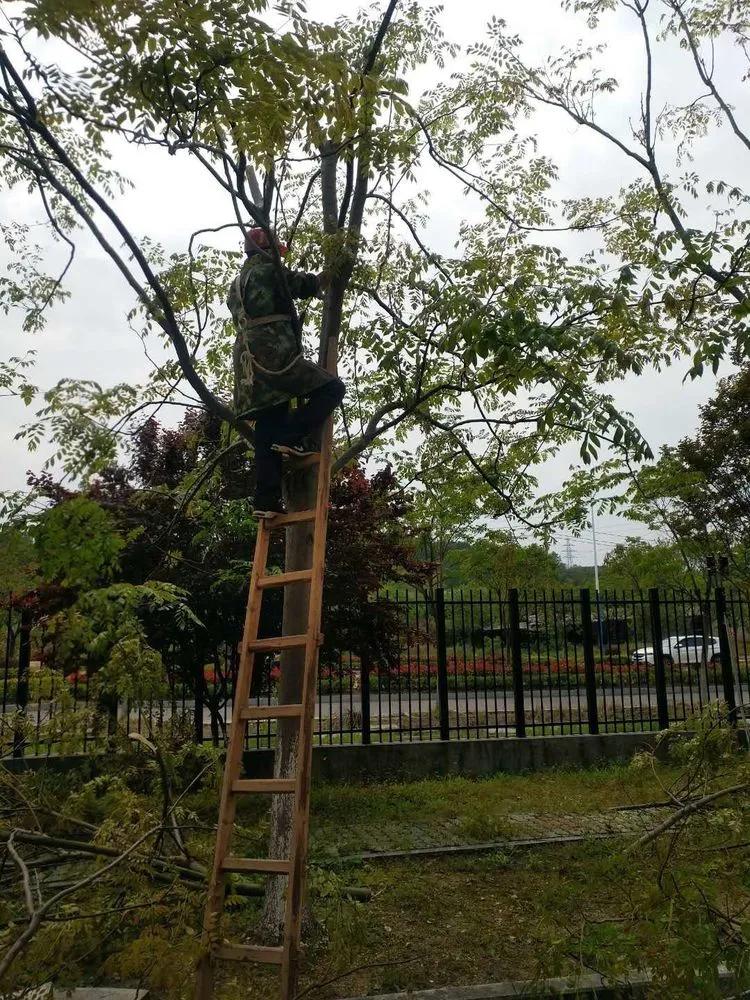 @亲爱的浠水思源学子：疫散花开，等你回来！