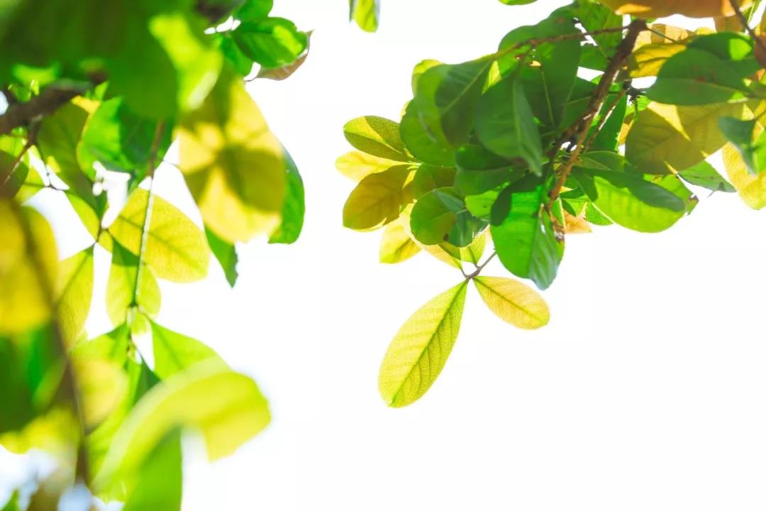 诗词里的情愫,诗词里藏着动人的情话