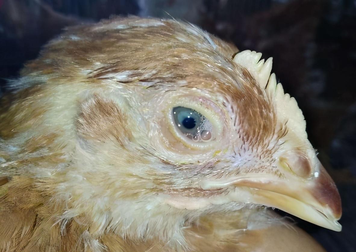 养鸡的几个小技巧经验老兽医总结,养鸡常见的病都有哪些