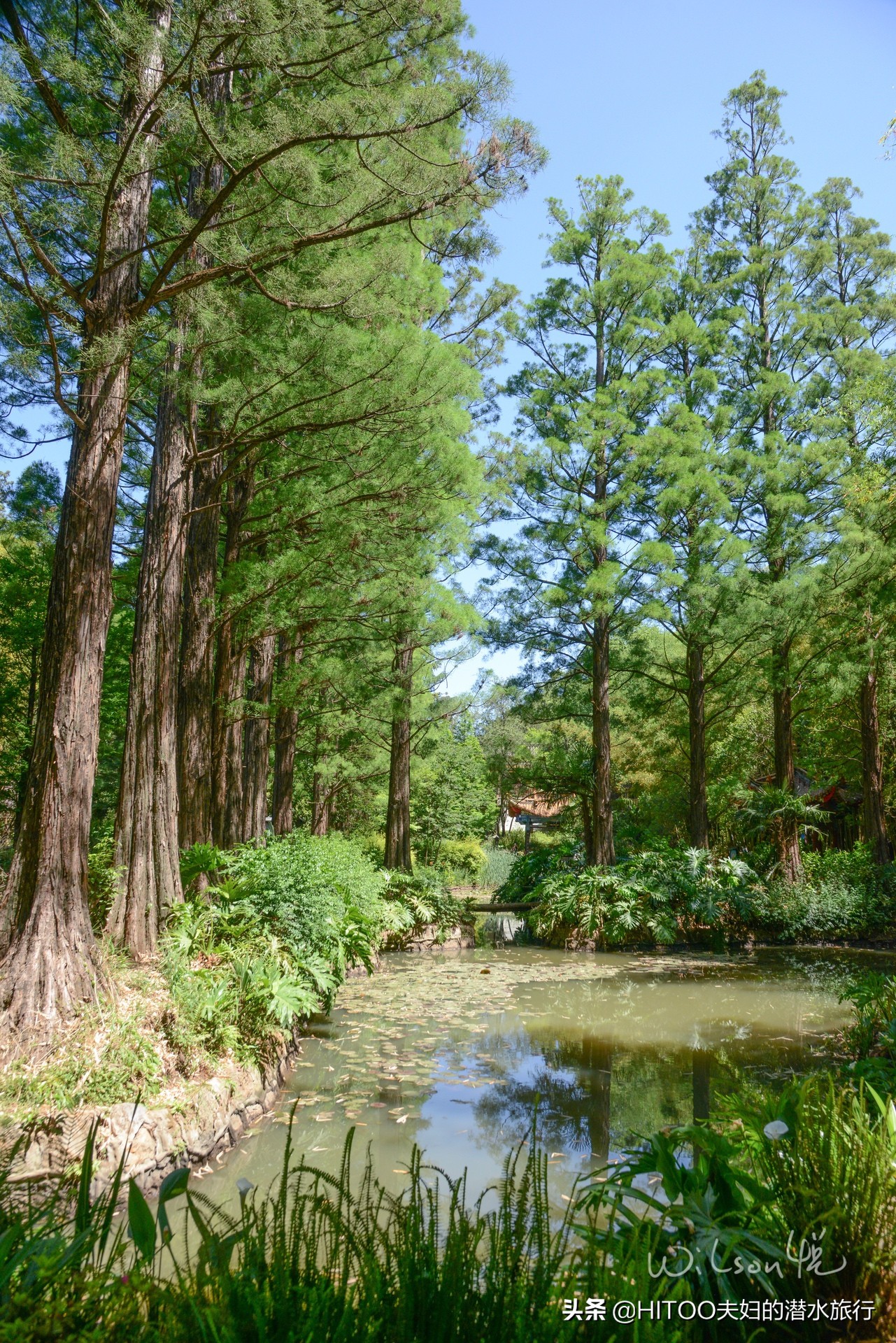 先有黑水祠，再有昆明城，来黑龙潭看奇景异木|自驾游记4
