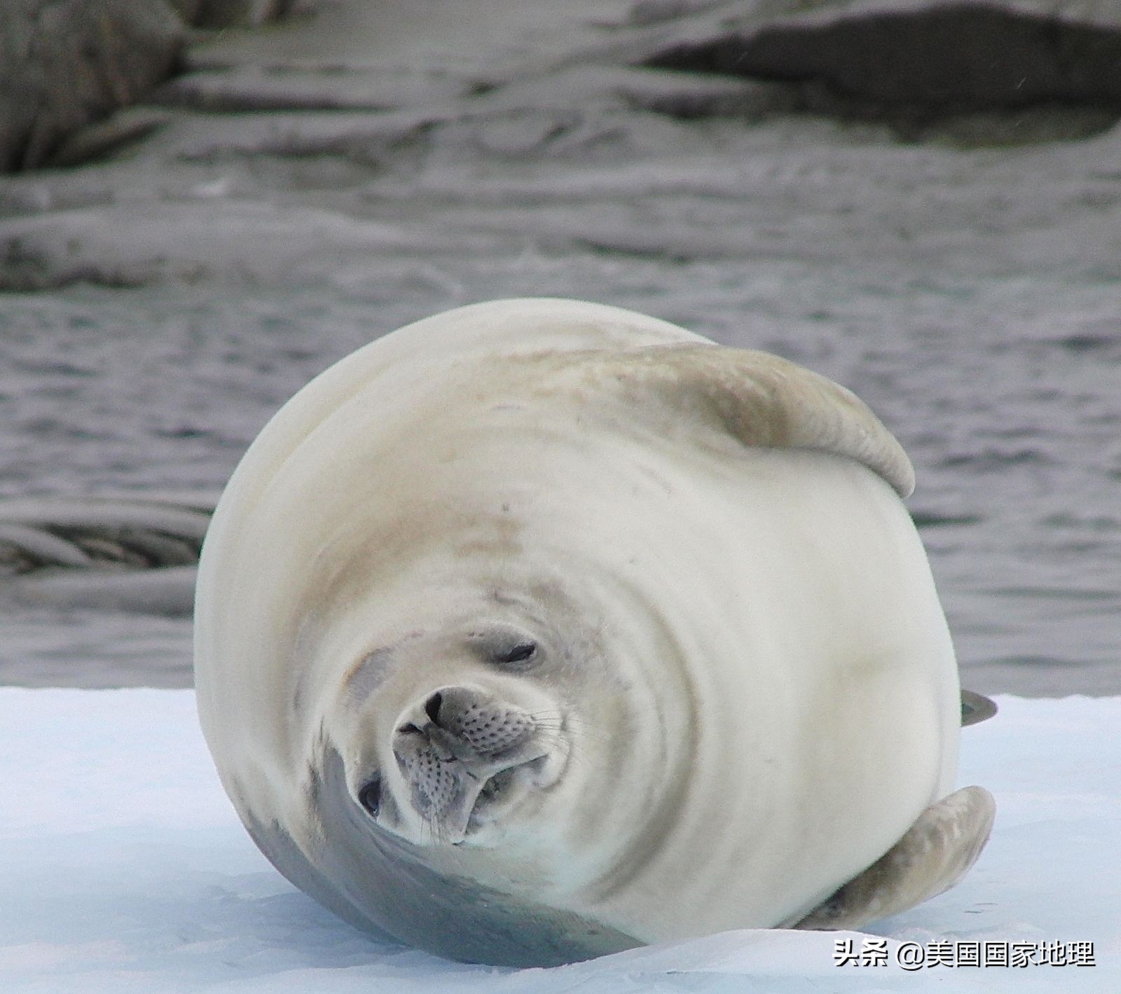 你见过的海豹都这么逗吗？！