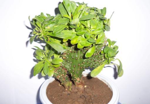 烂根的麒麟掌咋处理？不要病急“乱投医”，教你正确的处理方法