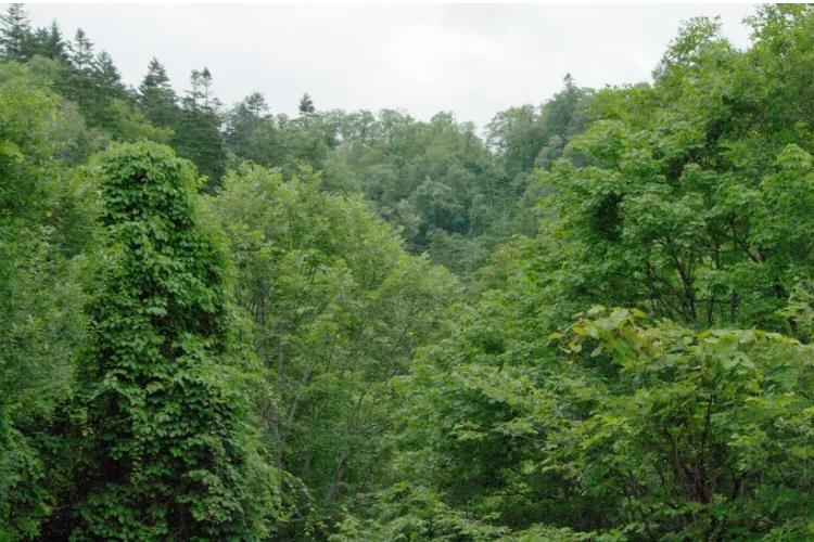 马蜂蛰止痛方法,山马蜂蛰了怎么消肿止痛