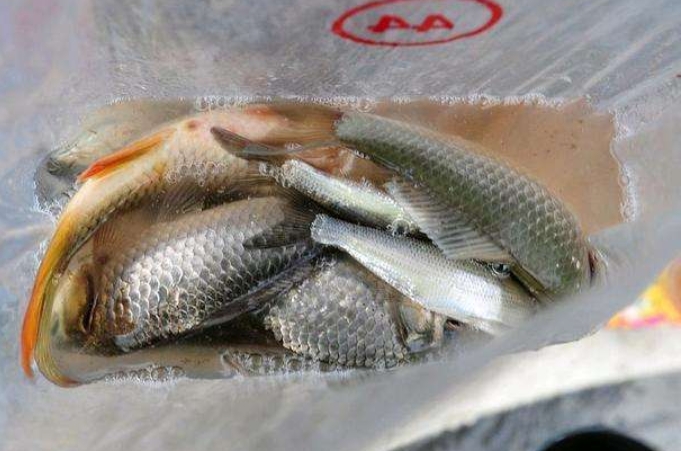 酒米窝料主要诱鱼的材料,窝料是怎么诱鱼的