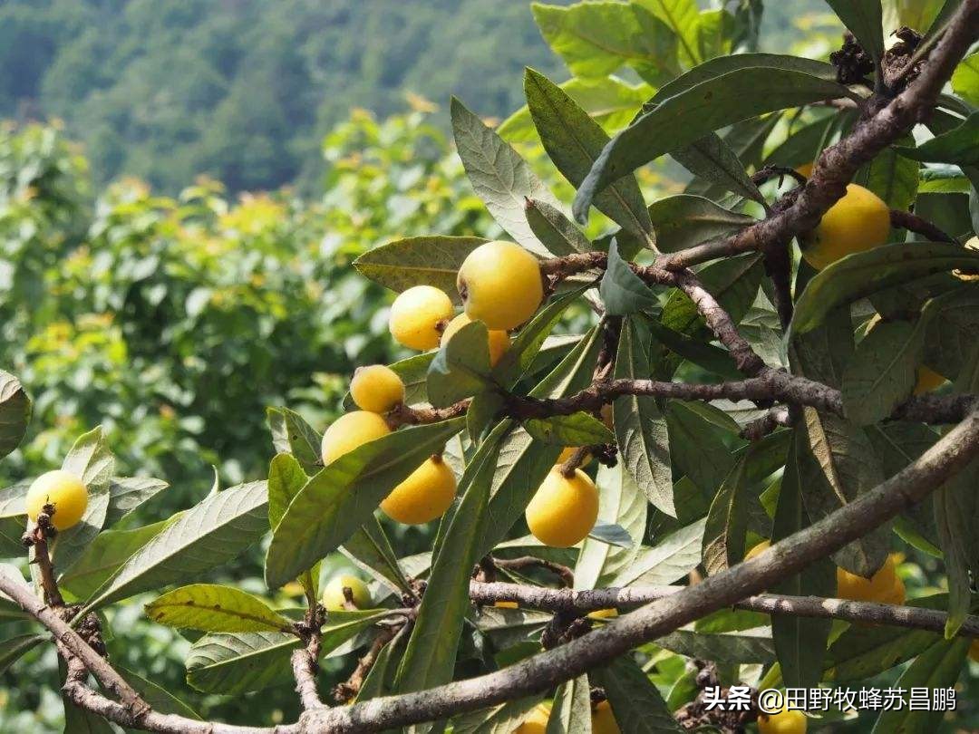 土蜂蜜枇杷蜜采集,枇杷蜜在几月采