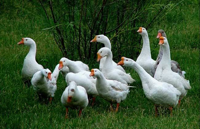 养殖鹅技术大全视频,养殖鹅技术全程指导