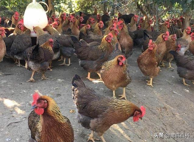散养土鸡怎么养才长得快,散养土鸡产蛋饲料配方