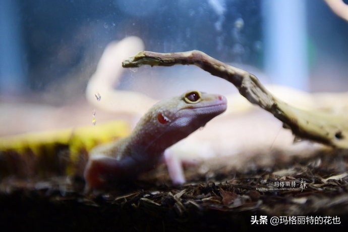 雨林缸可以养的蜥蜴,鱼缸改造封闭式雨林缸养蜥蜴