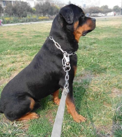 霸气侧漏的护卫犬罗威纳犬,高加索卡斯罗罗威纳哪个颜值高