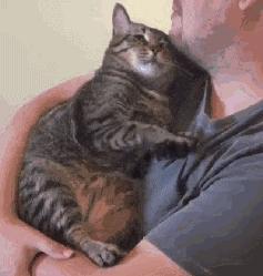 弃猫效应会不会弄巧成拙,弃猫效应有必要吗