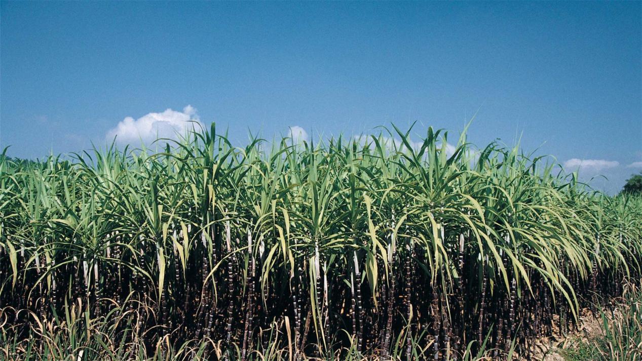 涓栫晫鍚嶉厭鍜屽▉澹繉瀵规瘮,涓栫晫鍗佸ぇ鍚嶉厭vs涓浗鍗佸ぇ鍚嶉厭