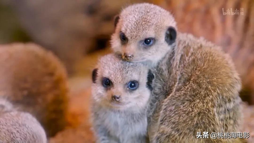 bbc纪录片最值得看的,bbc神级纪录片豆瓣评分超9