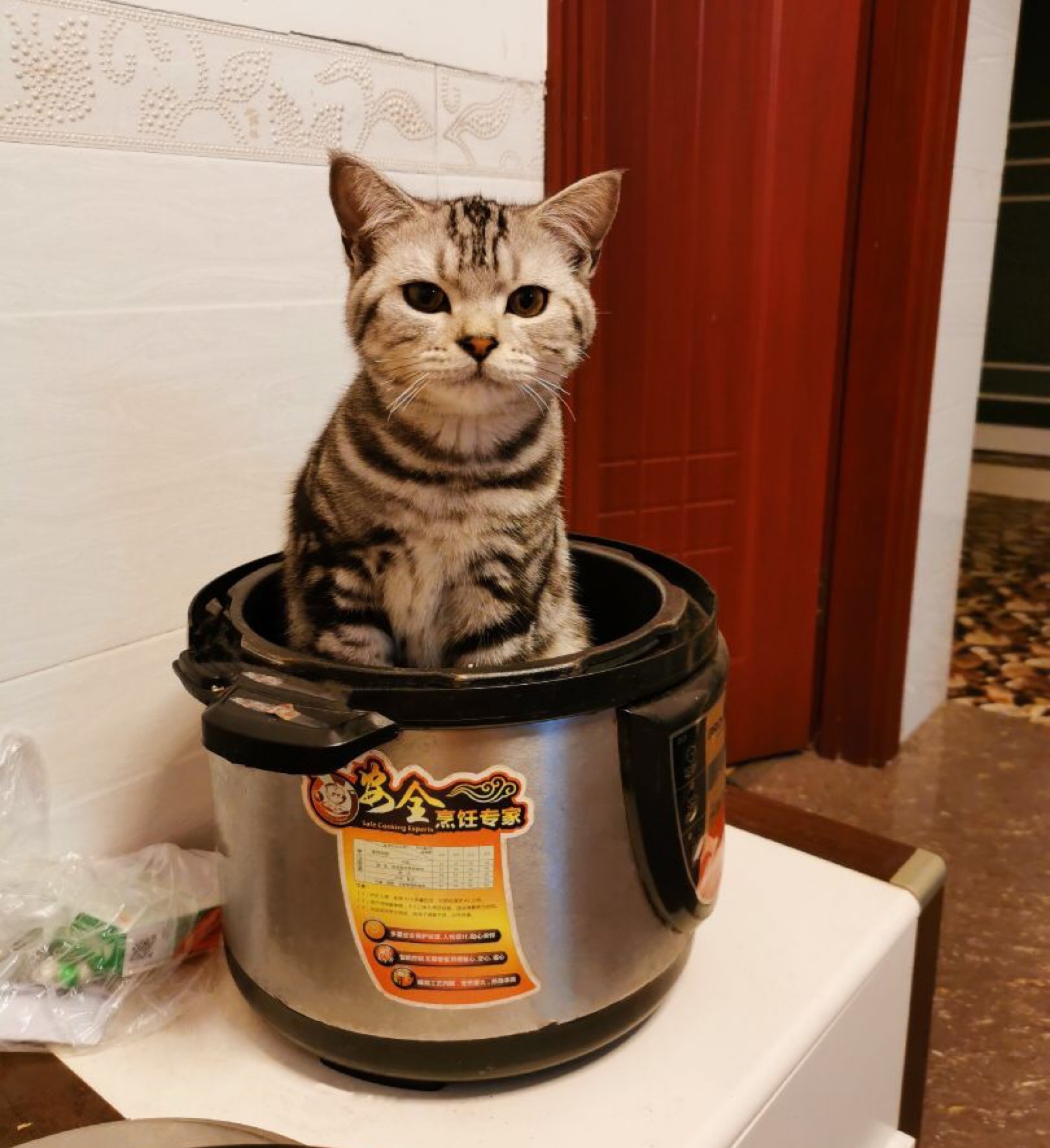 猫和人拍猫有什么区别图片,这样拍猫咪简直会被笑死