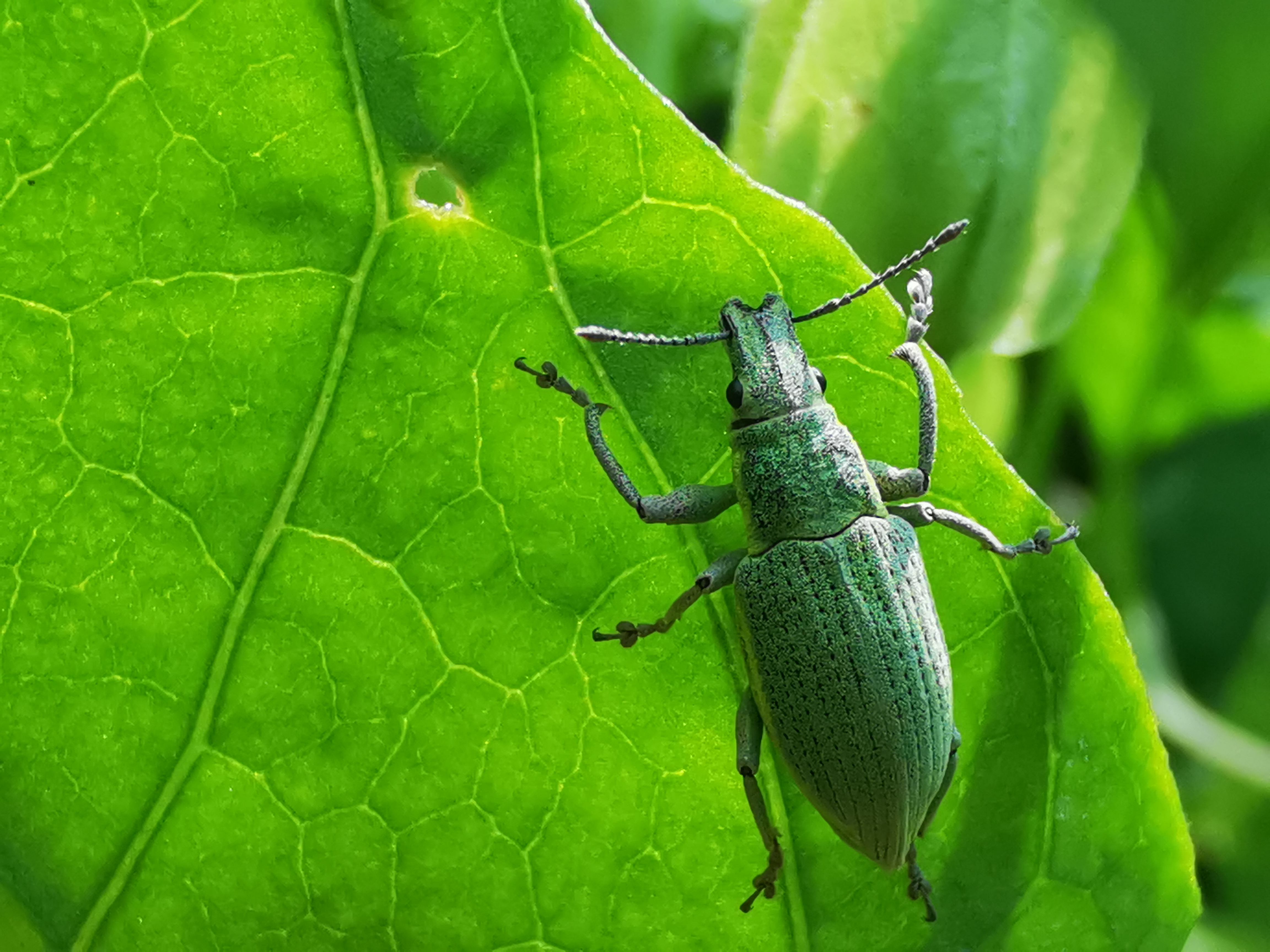 鐢樿柉铓佽薄鍗卞,鐢樿柉铓佽薄鐥囩姸