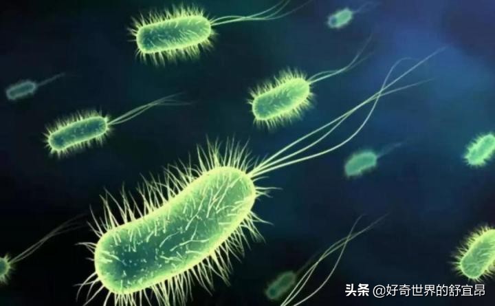 硝化细菌怎么培养,养鱼时被忽略,无知才导致失误