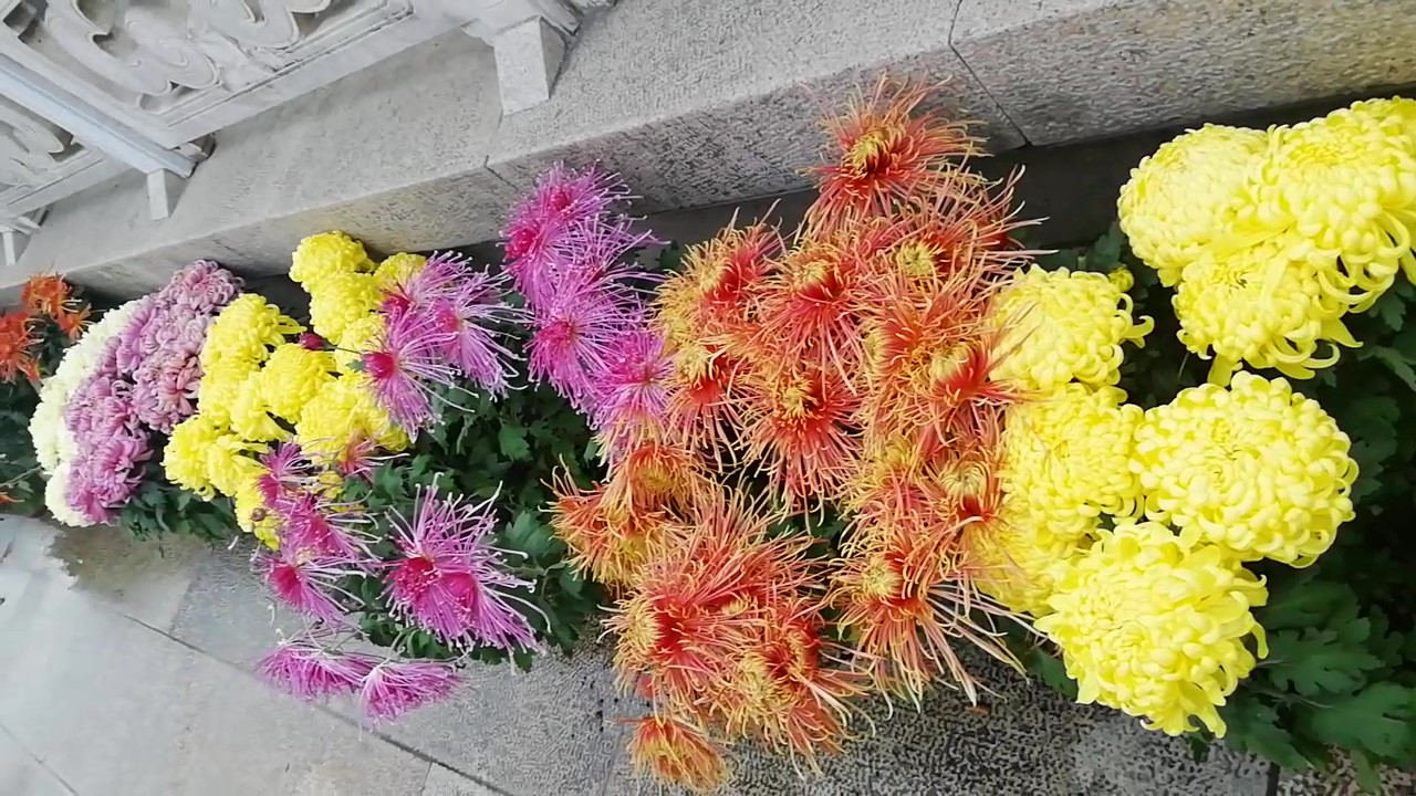 扬州瘦西湖游记,扬州瘦西湖趣园游记