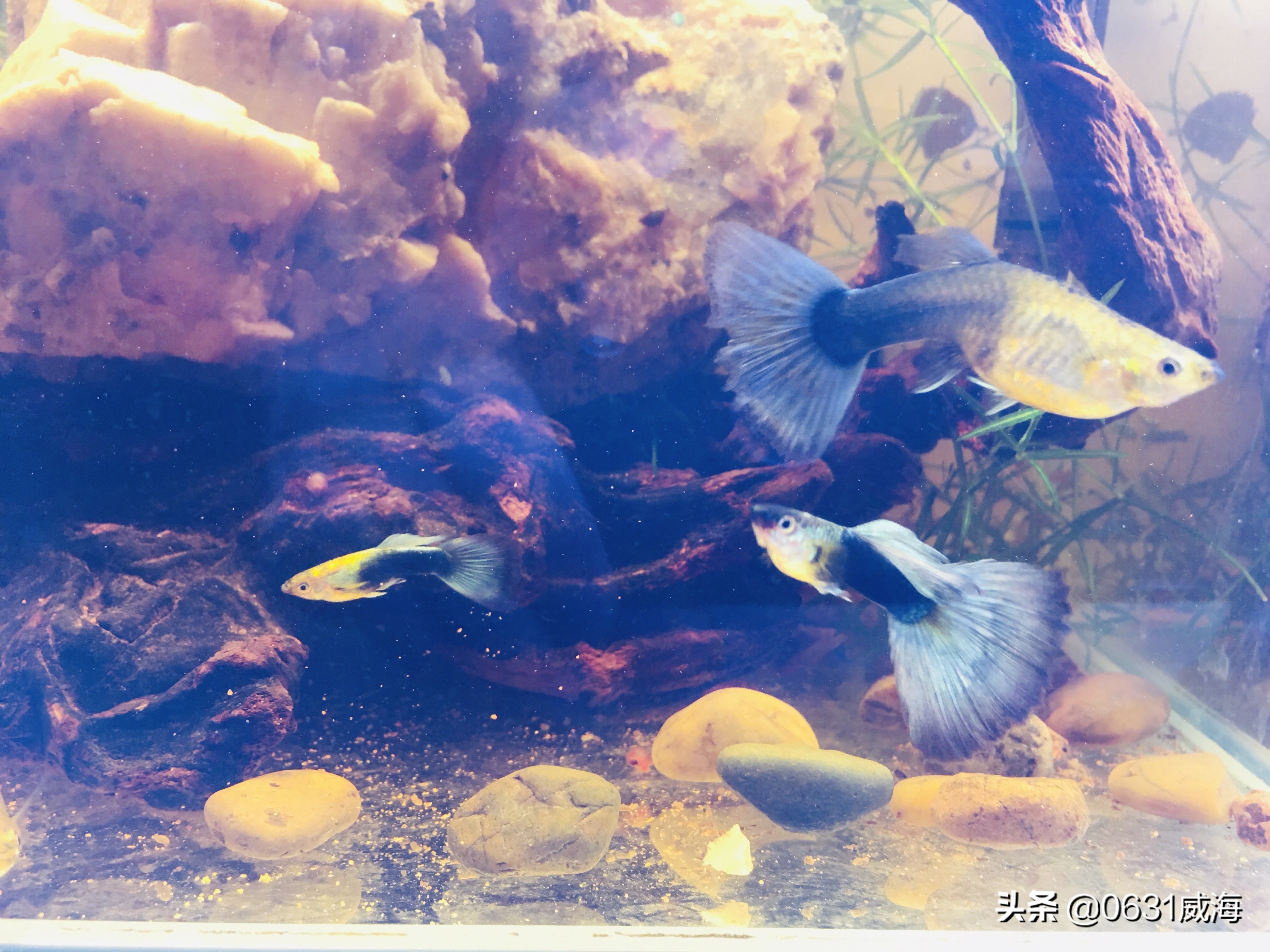 孔雀鱼怎么预防大鱼吃小鱼,孔雀鱼繁殖吃什么