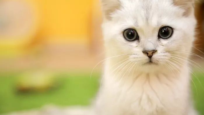 猫咪感冒吃阿莫西林几天见效,治疗猫咪感冒的药有哪些