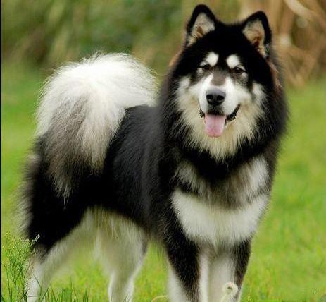 世界上所有的狗品种图片,世界最名贵的狗前十名及其简介