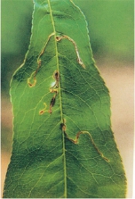 桃树9大虫害分析,蚜虫类、介壳虫类等虫害防治方法介绍