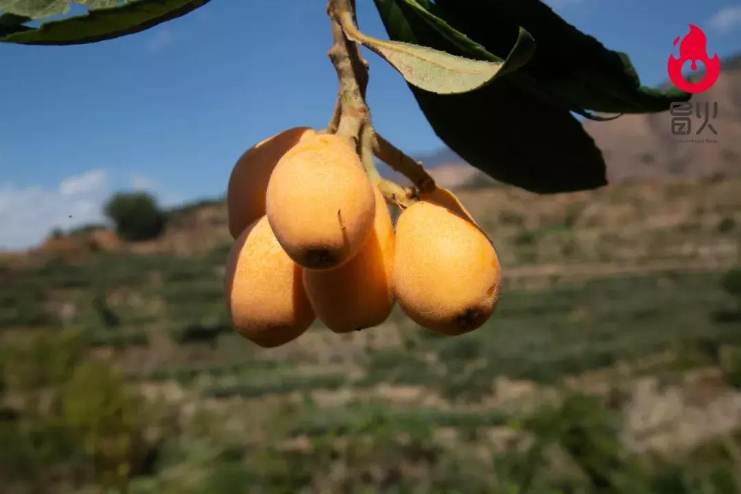 特级攀枝花米易枇杷新鲜大果,正宗四川龙泉驿大五星枇杷