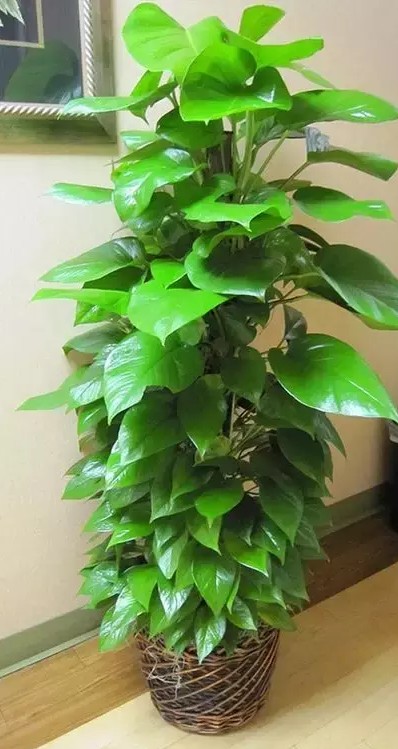 室内小盆栽植物绿萝,植物绿萝有什么寓意