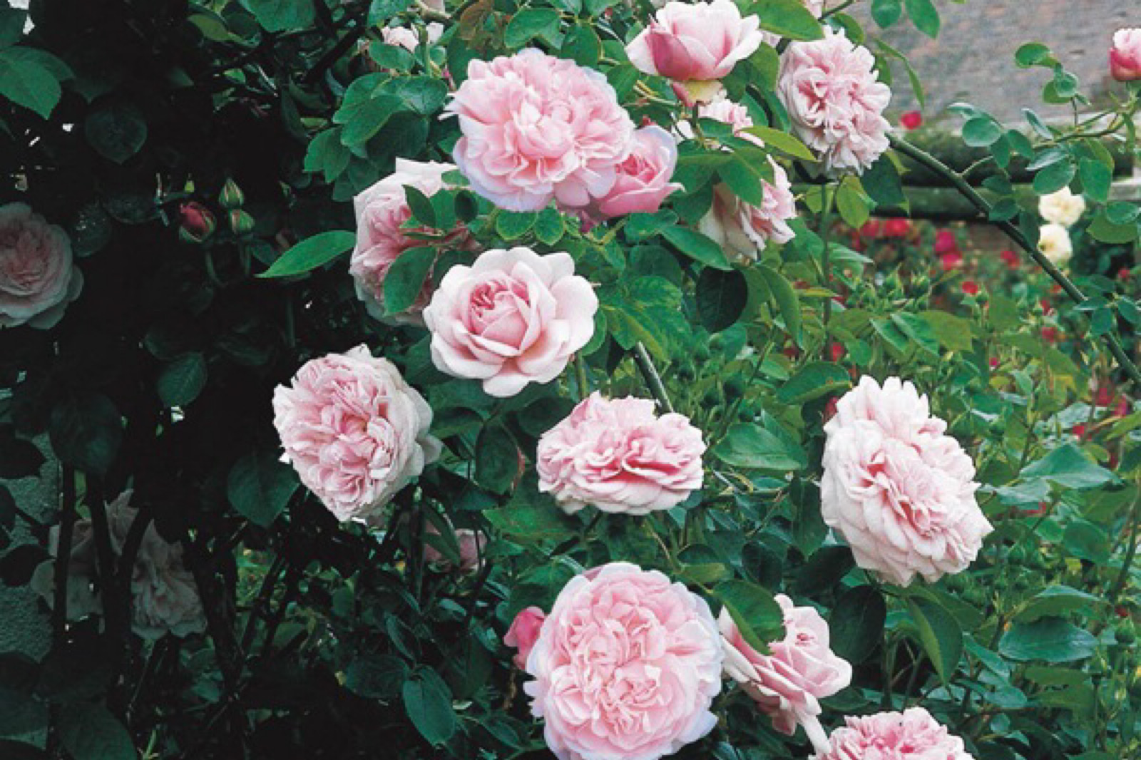 无刺四季开花藤本月季品种有哪些,耐热又耐寒的藤本月季有哪些品种