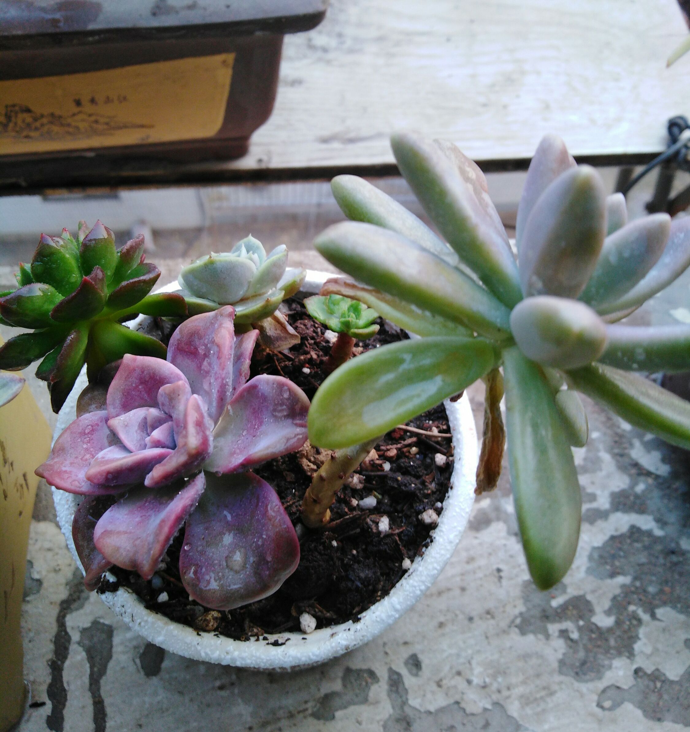 5月份刚上盆的阳台多肉怎么养护,多肉植物夏季养护问题讲解