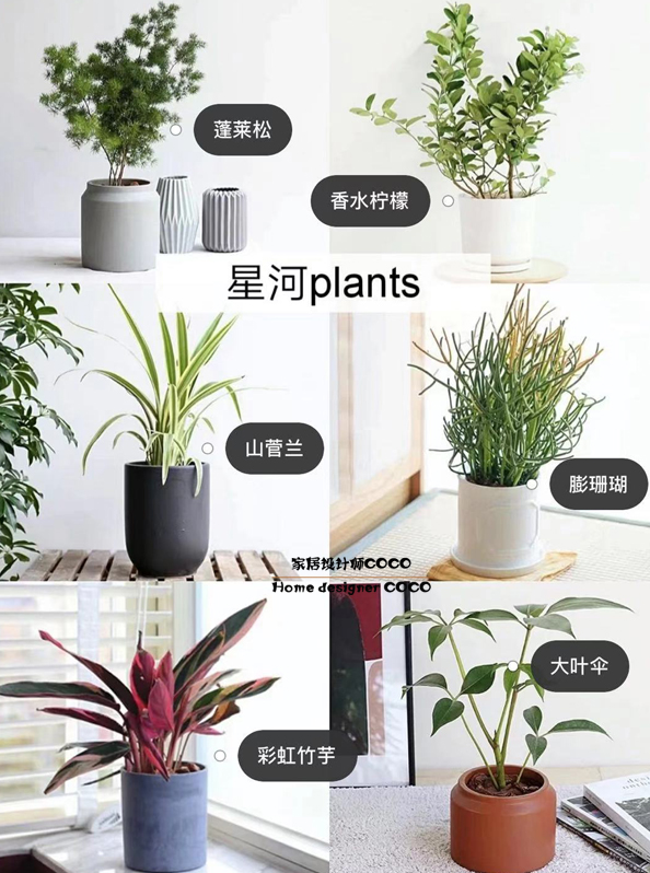 极简风格绿植店铺推荐,适合在卧室养的植物店铺