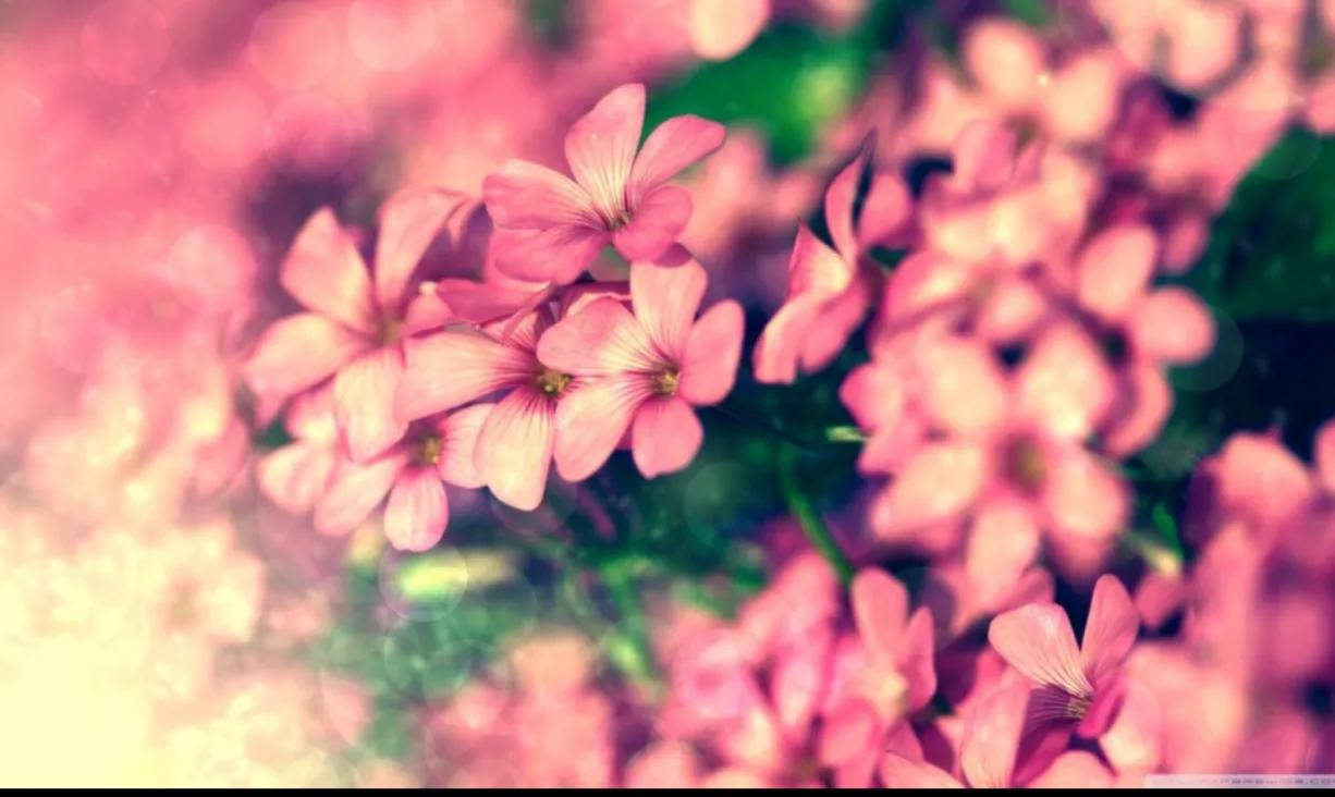 为什么觉得自己的腋臭好闻,腋臭是一种香吗