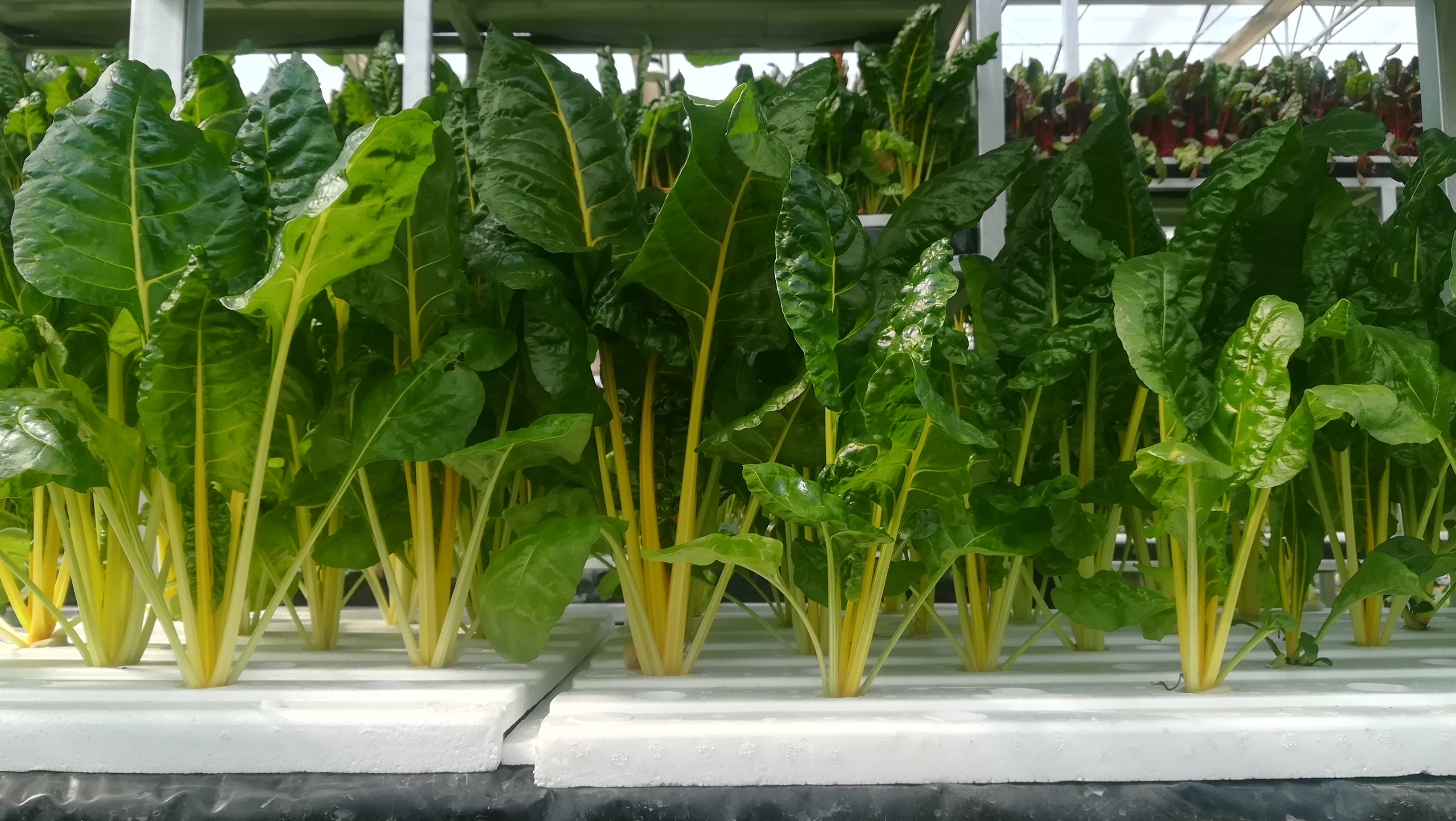 徐水神农庄园的农科园介绍,徐水炎帝神农庄园