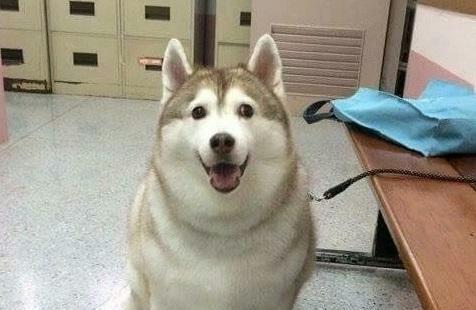 宠物医院犬瘟热的诊断方法,宠物狗犬瘟热在家药物治疗方法