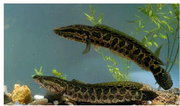 凶猛路亚对象鱼,路亚对象鱼有哪些