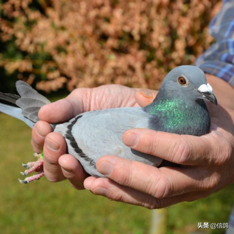 鸽子发生水便的原因都在这里,预防大于治疗