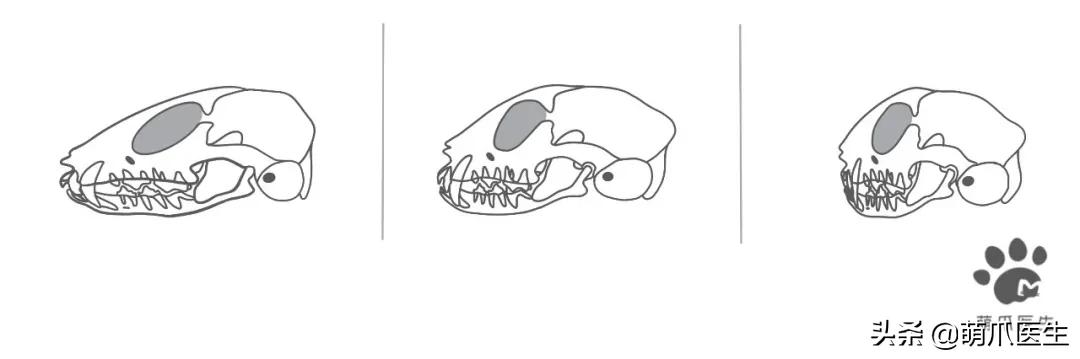 当一只猫有了脸,当一只猫长成了狗的样子