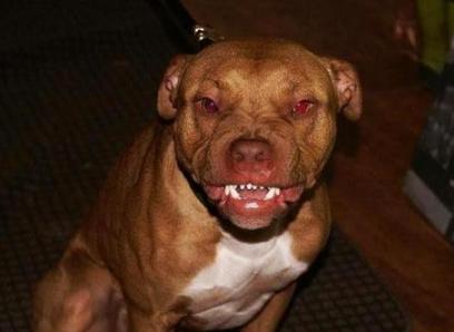 养狗讲究多8大禁忌绝不能犯,养狗养什么大型犬比较安全