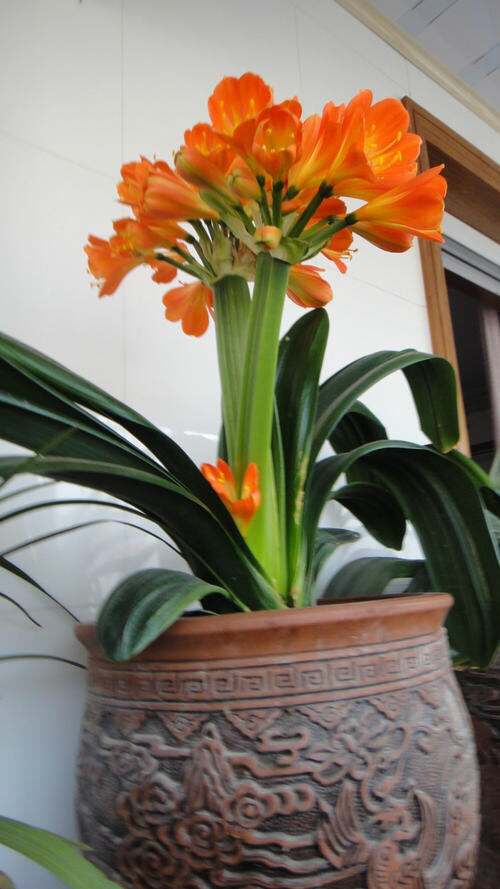 家中摆放绿植有学问，注意“5点”，漂亮长势好，净化空气又旺宅