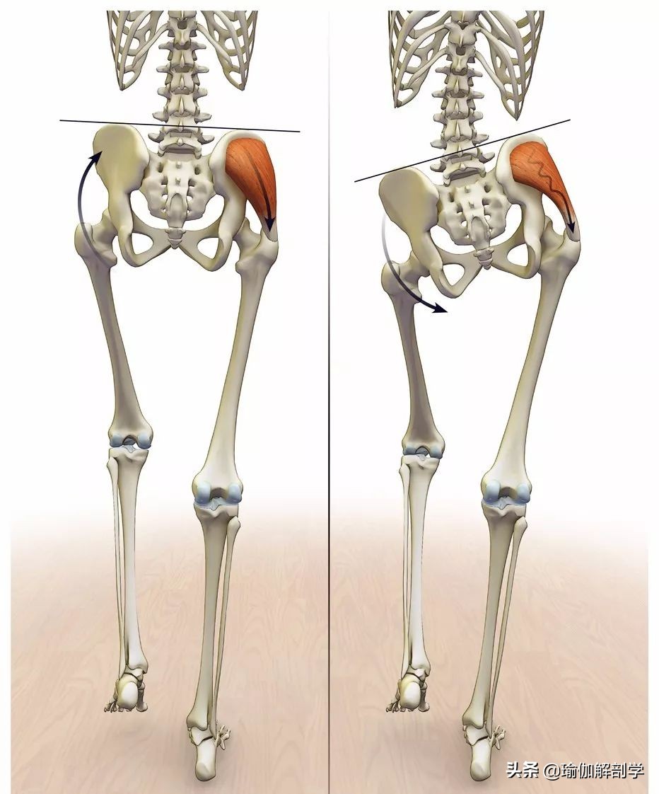 练瑜伽纠正骨盆前倾后腰椎受伤,练瑜伽前屈老是弓背怎么办