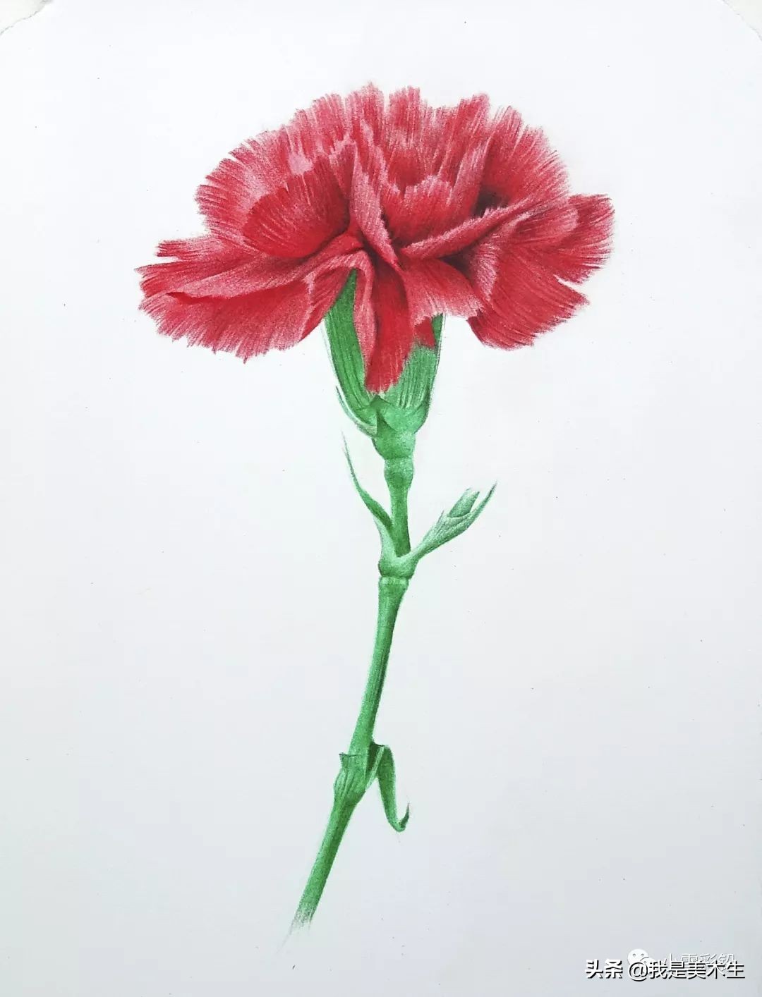 怎么画一束美丽的彩铅康乃馨,怎么用彩铅给纸做康乃馨上色