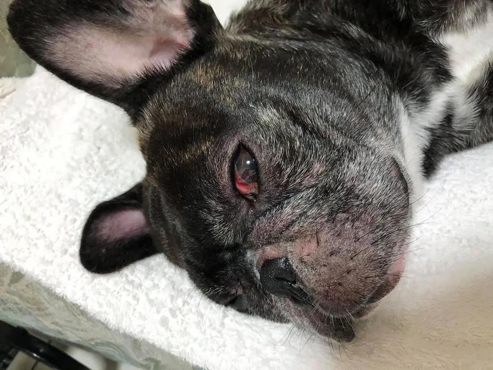 斗牛犬洗澡后肺水肿,斗牛犬洗完澡皮肤溃烂